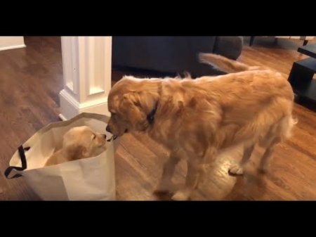 Golden Retriever meets his new puppy sister  - «Видео советы»