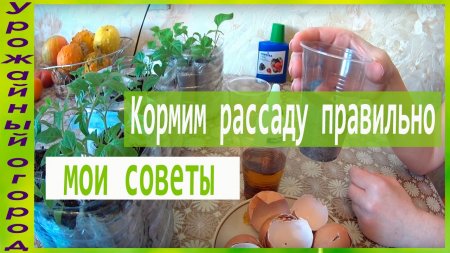 ЧЕМ И КАК ПОДКАРМЛИВАТЬ РАССАДУ!!!  - «Видео советы»
