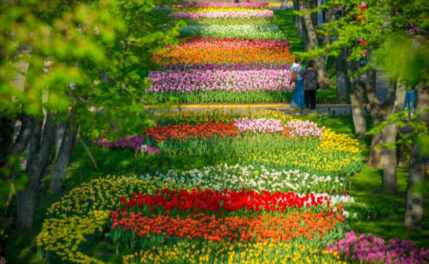 Под Киевом откроют дендропарк с миллионами тюльпанов - «СЕМЬЯ»