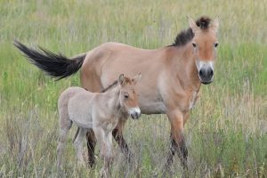 Ученый установил несколько скрытых камер в чернобыльских лесах. И сделал фотографии десятков уникальных видов животных - «Разное»
