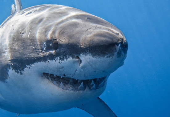 Биологически активные добавки для красоты и здоровья: гиалуроновая кислота, акулий жир и хрящ - «Новости»