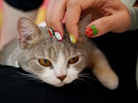 6 идей для маникюра на карантине - «Я и Красота»