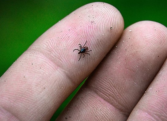 Клещи вернулись. В Украине растет число заражений болезнью Лайма (клещевой боррелиоз) - «Новости»