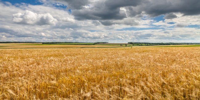 В России создают запас зерна - «Бизнес»
