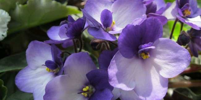 8 секретов выращивания фиалок - «Стиль жизни»
