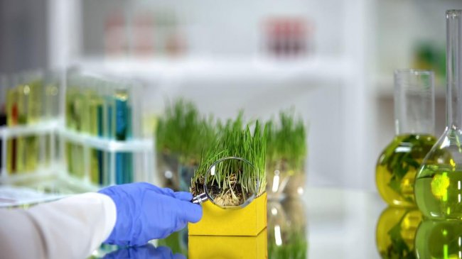 Российские ученые нашли источник вечной молодости. И это — терпеноиды! (Мы тоже не знали, что это такое. А теперь знаем) - «Домашние Питомцы»