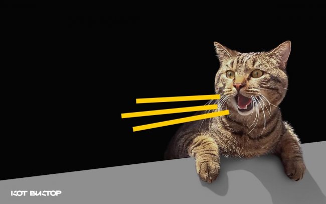 Толстый кот Виктор обзавелся личным брендом - «Домашние Питомцы»