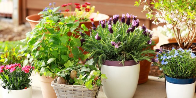 Комнатные растения - «Стиль жизни»