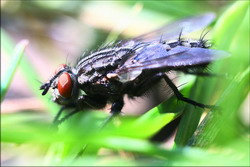 Брокколи может стимулировать регенерацию мозга, предполагают новые исследования - «Новости медицины»