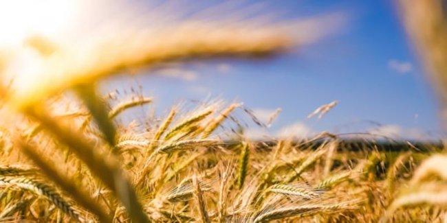 Роосия повышает экспортную пошлину на пшеницу - «Бизнес»
