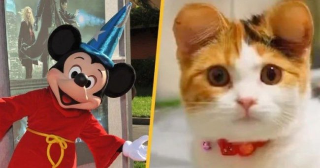 Уши Микки Мауса: новый кошачий тренд в Китае - «Новости»