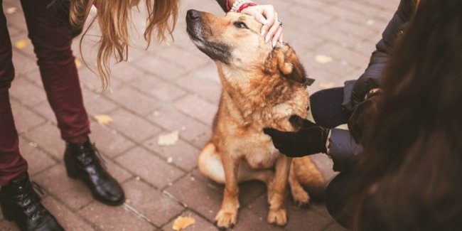 Подобранное животное может принести счастье