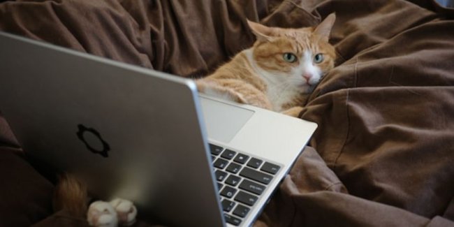 Цифровая гигиена - «Бизнес»